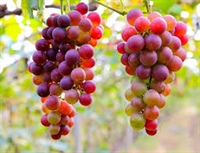 Sandyland Table Grapes